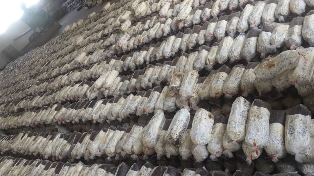 Substrate Quality Detail